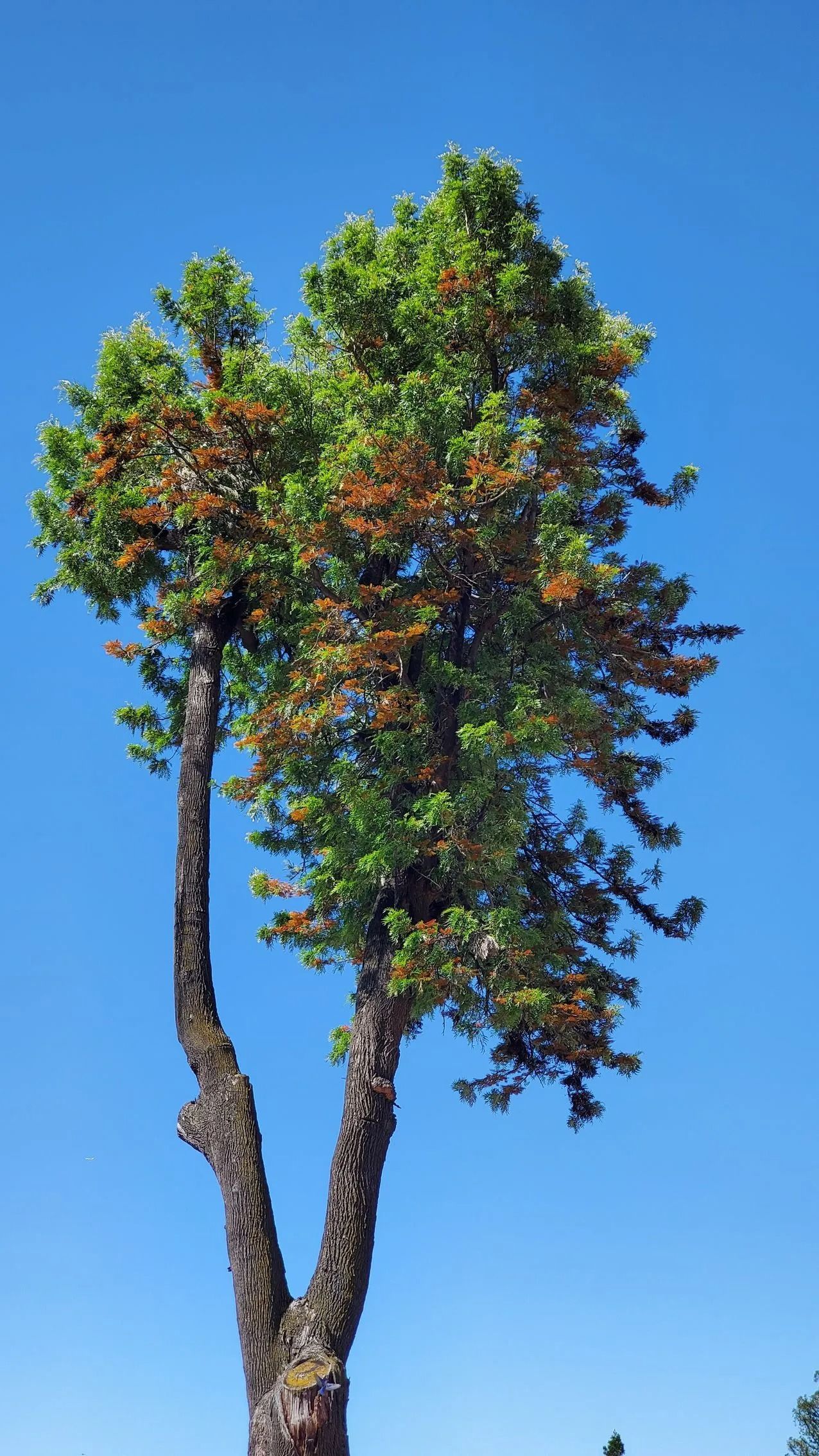 Tall tree with green and brown leaves against a bright blue sky.